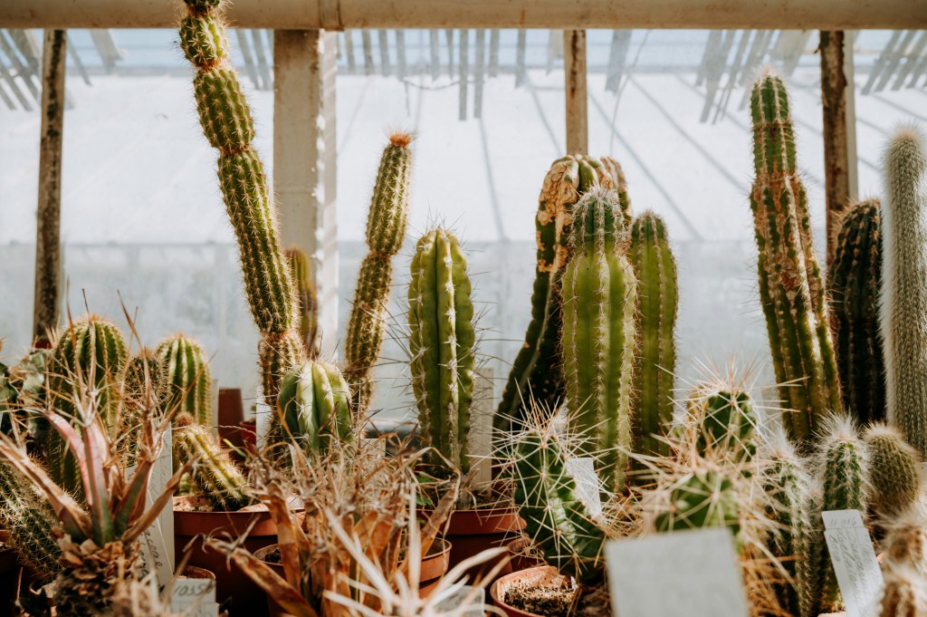 Why Your Potted Cacti Always&nbsp;Rot