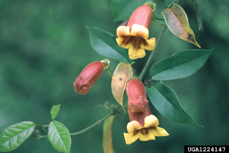 Spotlight: Tangerine Crossvine – vigorous, colorful,&nbsp;dependable