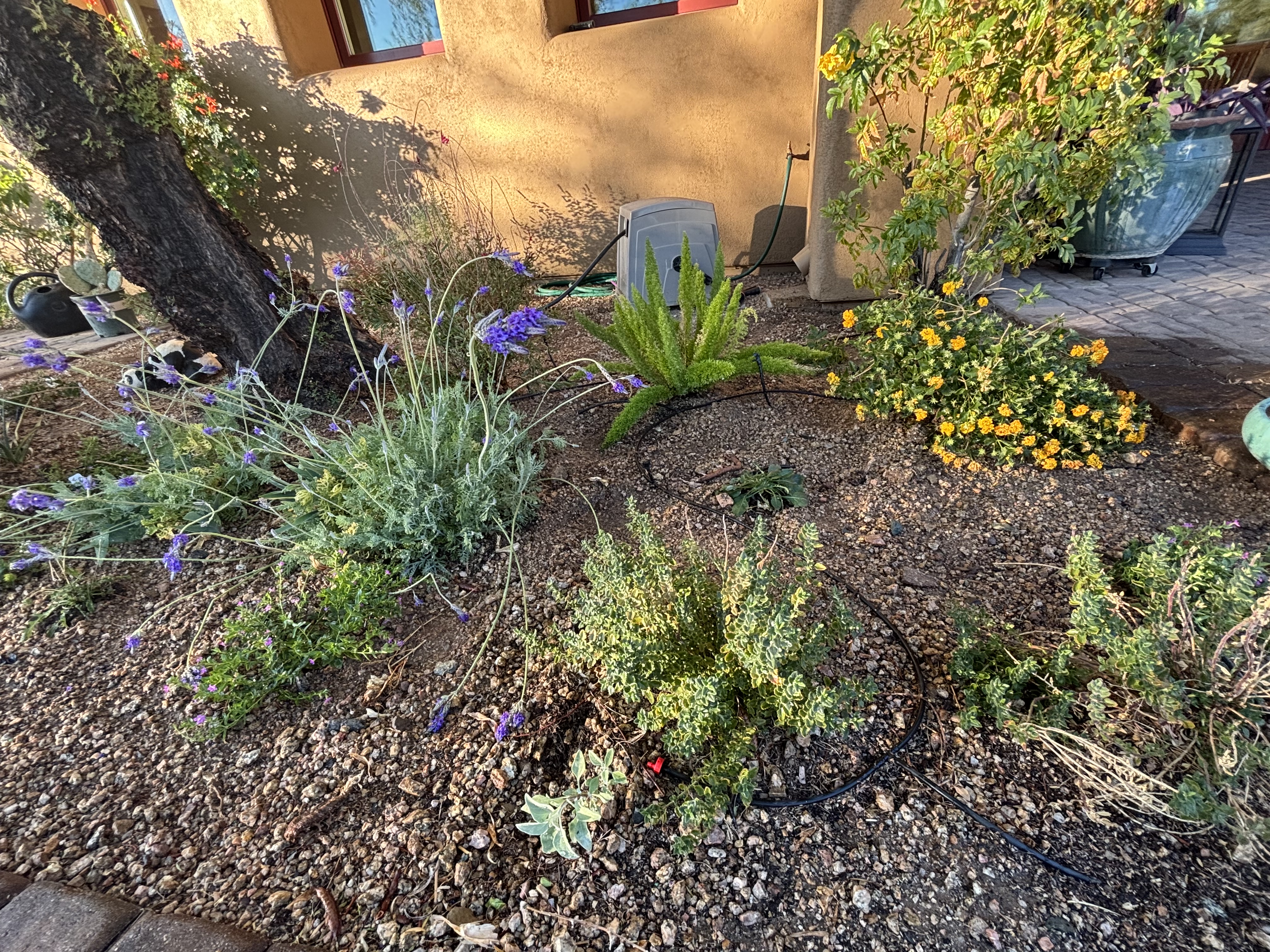 A shady planting i did using foxtail fern, lavender, creeping germander, and pink guara