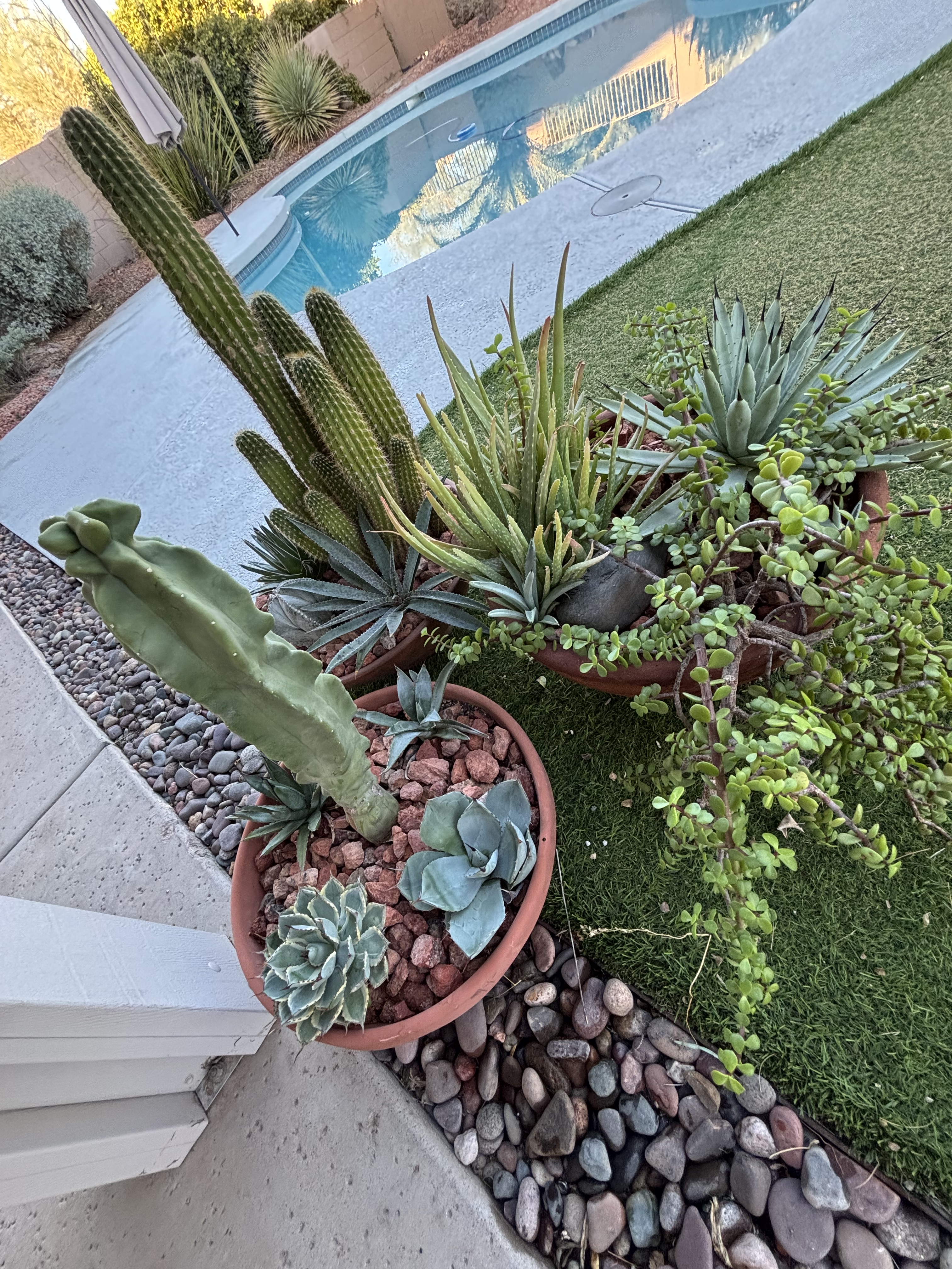 A collection of potted cactus and co-habitating plants