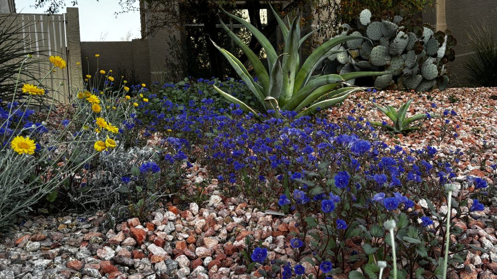 Deep indigo wild flowers and a healthy aloe plant thrive amidst speckled desert rocks.