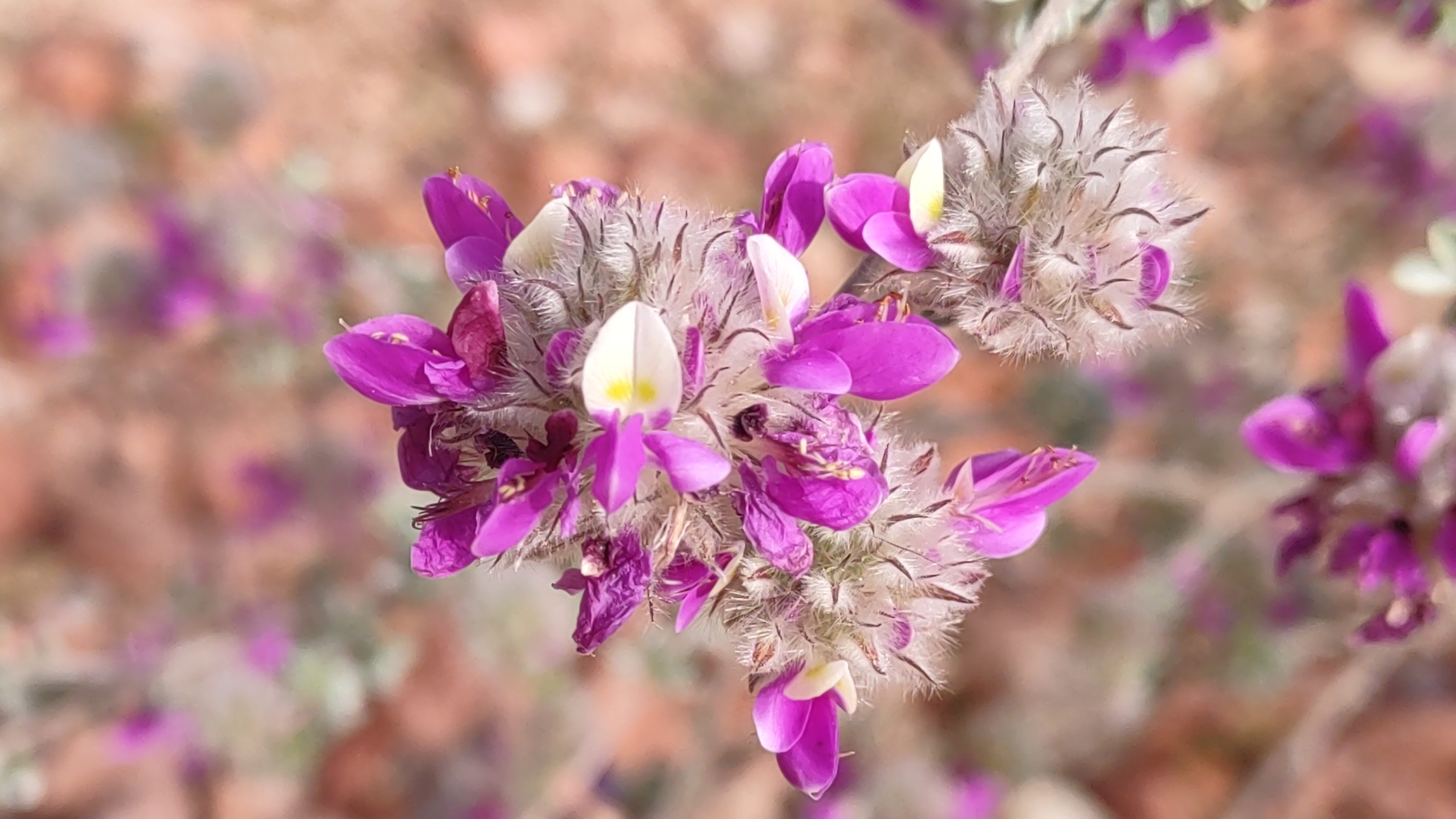 Vibrant low desert flowering plant