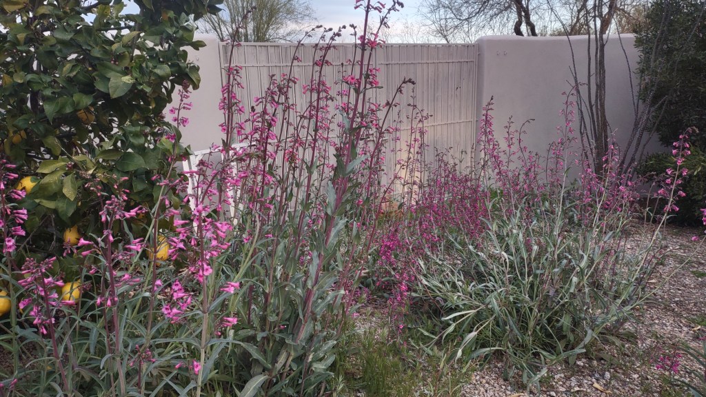 Flowers to Look forward to –&nbsp;march