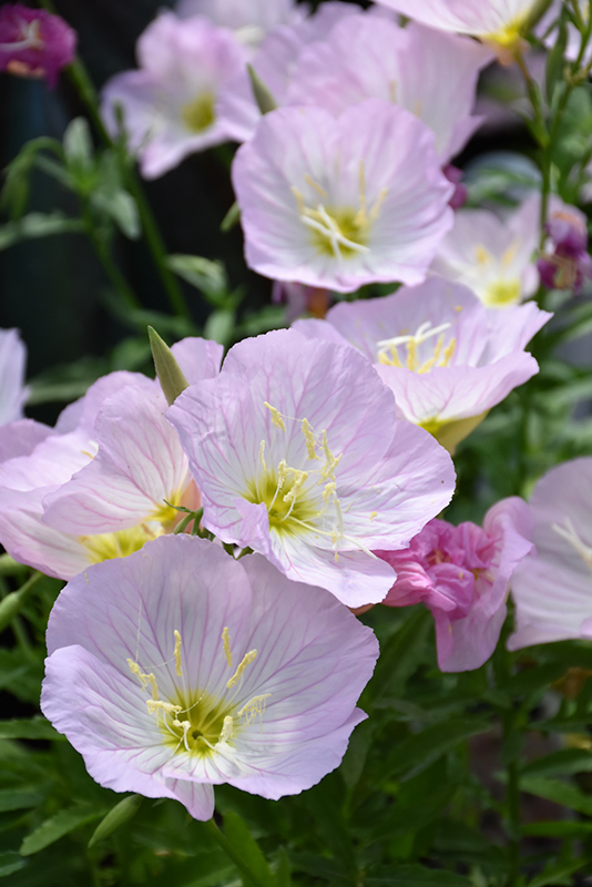 Not my photo. Close up of mexican evening primrose flowers.