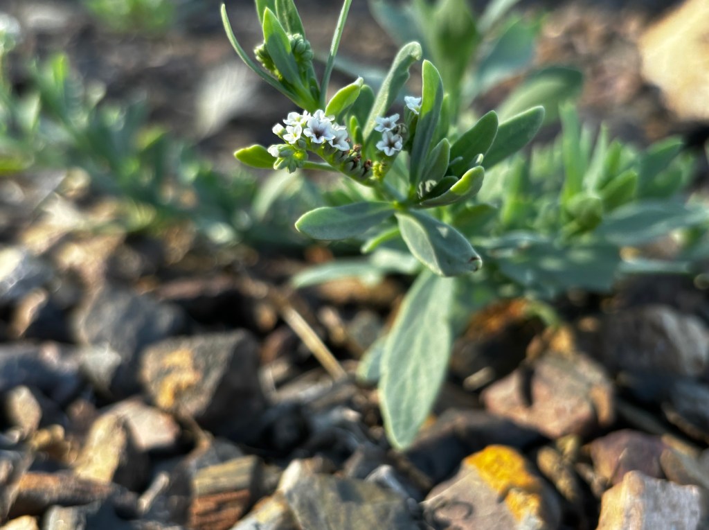 Seasonality and February&nbsp;blooms