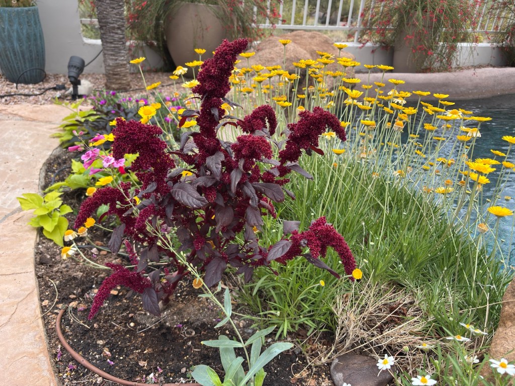 Why it’s Nice to Have a Personalized Guide for the&nbsp;Yard