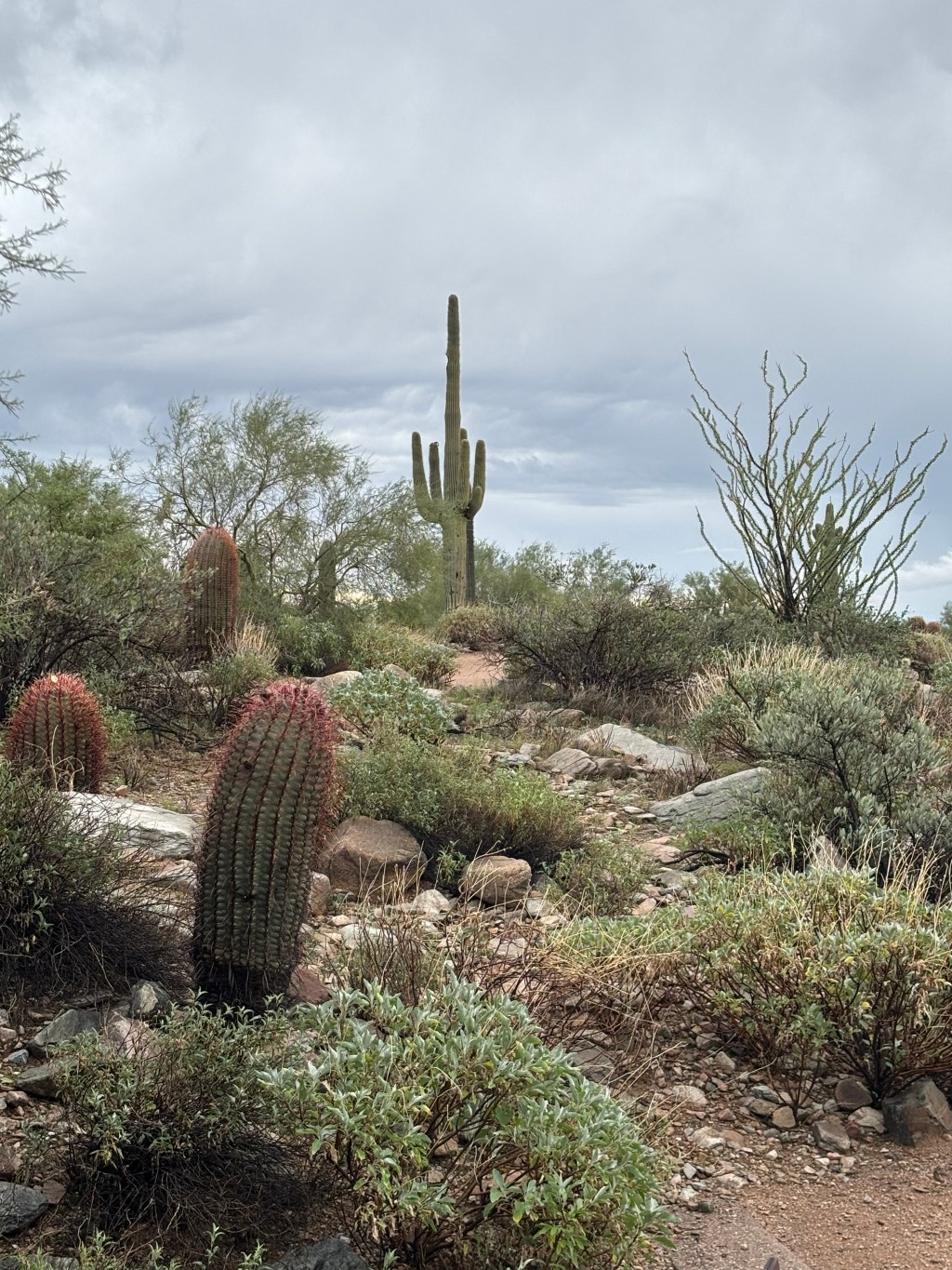 Rain in the Desert and Irrigation Systems